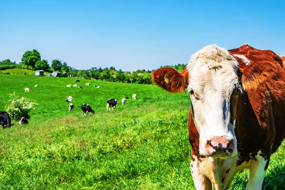 La importancia de la ganadería sostenible para un futuro más verde